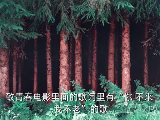 致青春电影里面的歌词里有“你 不来,我不老”的歌