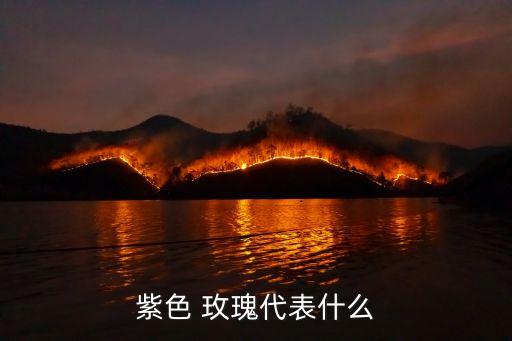 紫色 玫瑰代表什么