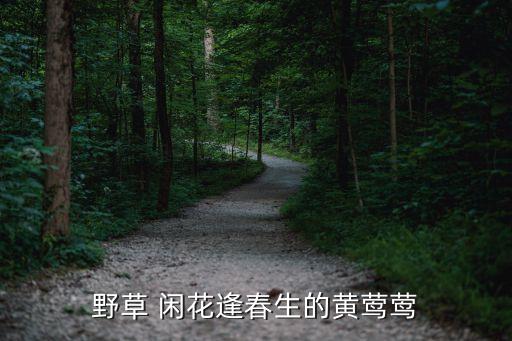 野草 闲花逢春生的黄莺莺