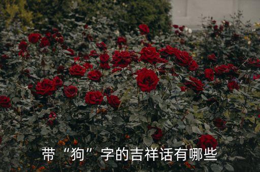 狗年大吉旺旺青儿广场舞蹈