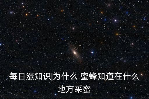 每日涨知识|为什么 蜜蜂知道在什么地方采蜜