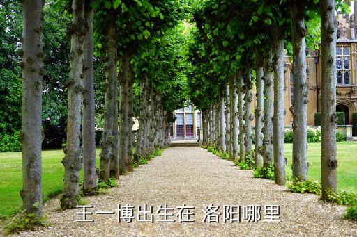 王一博出生在 洛阳哪里