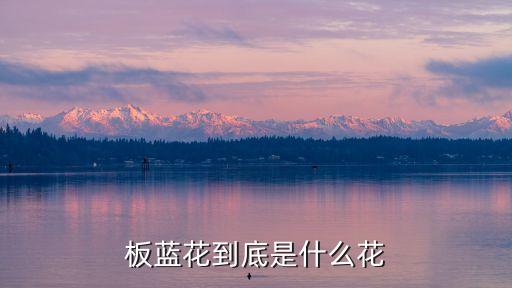 来老师板蓝花儿开舞蹈背面