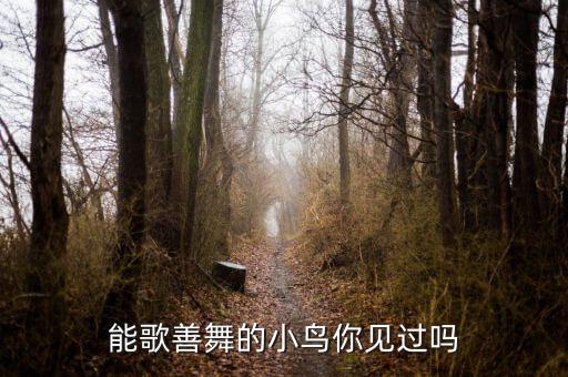 能歌善舞的小鸟你见过吗