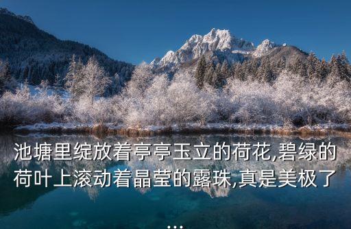 池塘里绽放着亭亭玉立的荷花,碧绿的荷叶上滚动着晶莹的露珠,真是美极了...