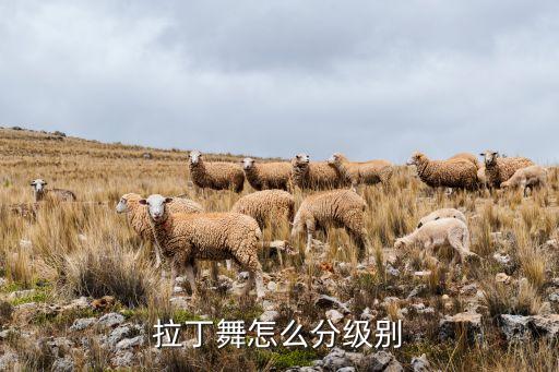 拉丁舞怎么分级别