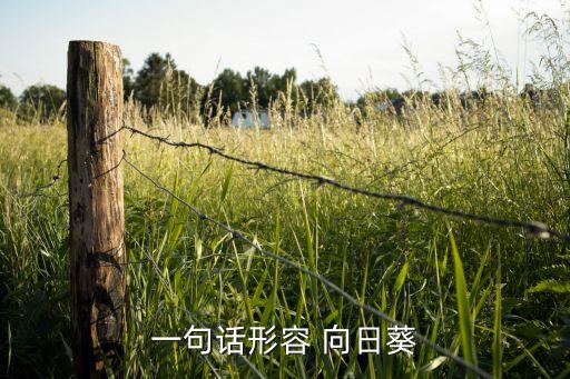红色的向日葵的舞蹈,微笑的向日葵舞蹈视频完整版