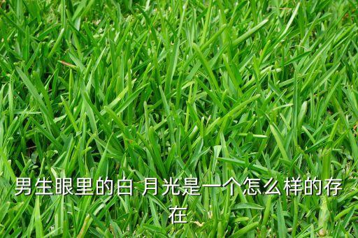 男生眼里的白 月光是一个怎么样的存在
