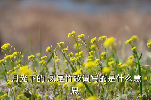  月光下的 凤尾竹歌词写的是什么意思