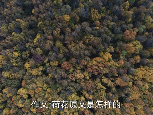 子荷舞蹈价格,水灵子舞蹈价格