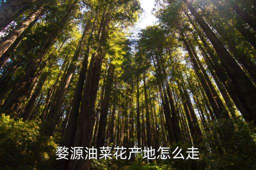 江背油菜花 怎么去，婺源油菜花产地怎么走