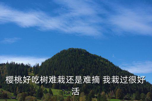 樱桃好吃树难栽还是难摘 我栽过很好活