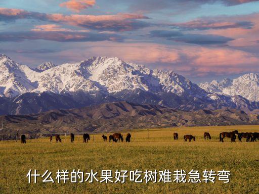 广场舞樱桃哪个好吃树难栽，什么样的水果好吃树难栽急转弯
