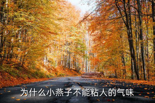 为什么小燕子不能粘人的气味