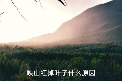 映山红为什么掉叶子，咉山红掉叶子什么原因