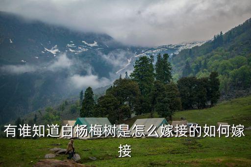 有谁知道白杨梅树是怎么嫁接的如何嫁接