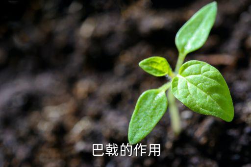 巴恰舞有什么作用，您好请问巴哉有什么作用与功效