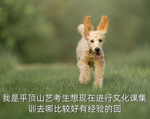 我是平顶山艺考生想现在进行文化课集训去哪比较好有经验的回