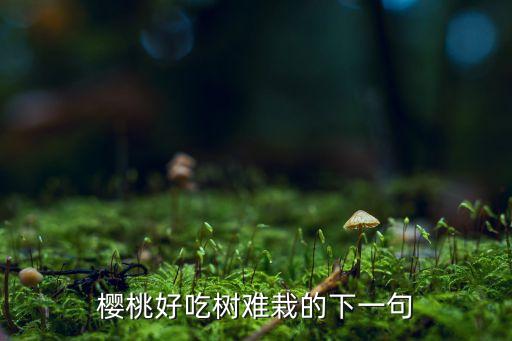 樱桃好吃树难栽的下一句