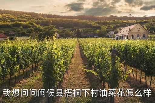 我想问问闽侯县梧桐下村油菜花怎么样