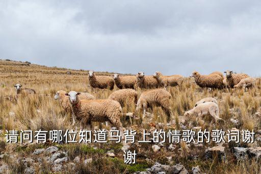 请问有哪位知道马背上的情歌的歌词谢谢