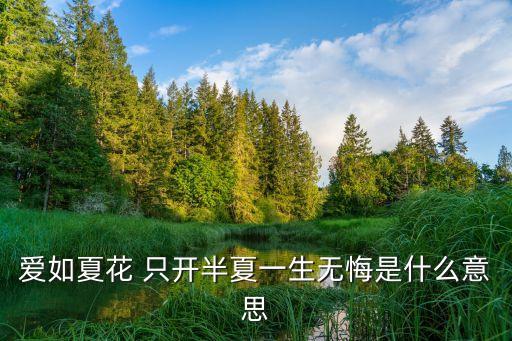 爱如夏花 只开半夏一生无悔是什么意思