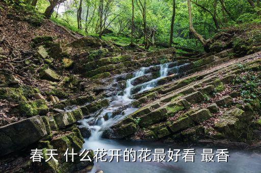 什么花好看又香视频下载，春天 什么花开的花最好看 最香