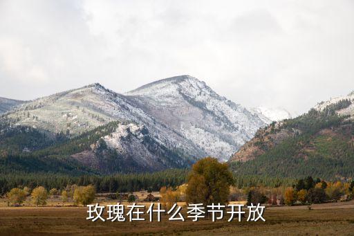 玫瑰在什么季节开放