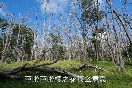 芭啦芭啦樱之花甚么意思