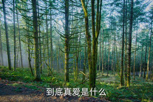 到底真爱是什么