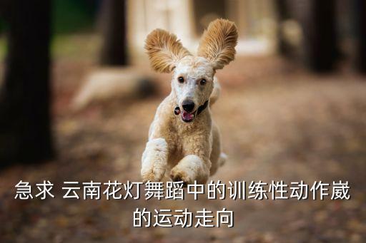 舞蹈崴灯是什么舞种，那个跟着灯光跳舞的是什么舞蹈