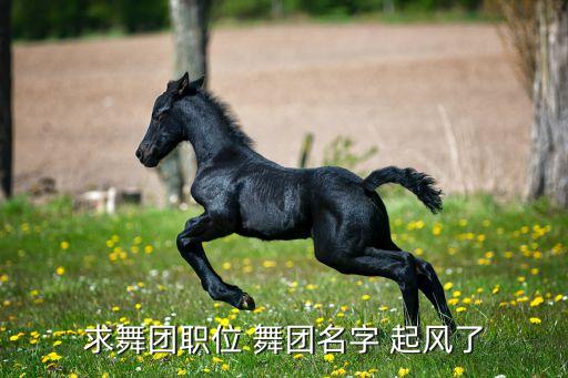 求舞团职位 舞团名字 起风了