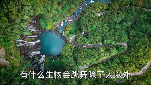 有什么生物会跳舞除了人以外