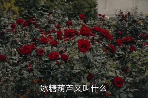 冰糖葫芦又叫什么