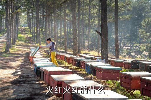 火红的什么动作，火红火红的什么