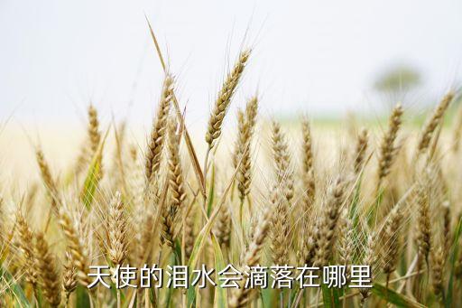 天使的泪水会滴落在哪里