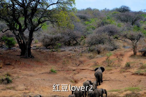 红豆广场舞32步广场舞，红豆lover2