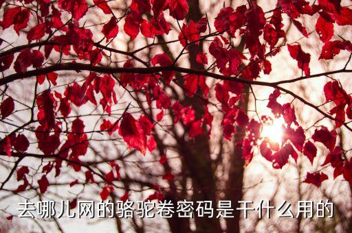 骆驼口令在哪里看，口令卡怎么看