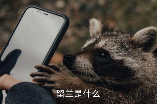 留兰是什么