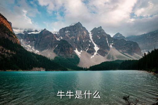 你牛什么牛是什么，牛牛是什么