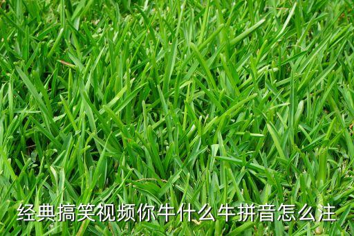 经典搞笑视频你牛什么牛拼音怎么注
