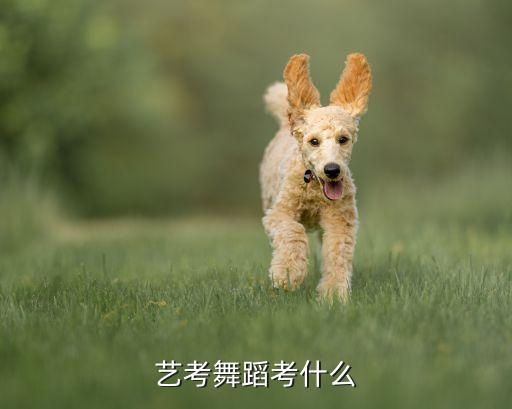 舞蹈艺考生考试内容有哪些，艺考舞蹈考什么