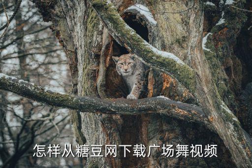 怎样从糖豆网下载广场舞视频