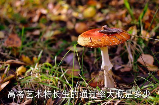 高考艺术特长生的通过率大概是多少