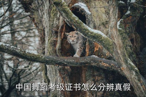 中国舞蹈考级证书怎么分辨真假