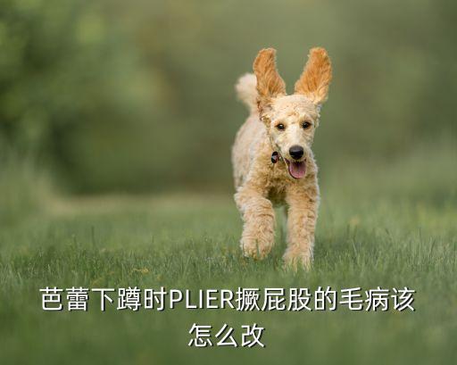 芭蕾把下蹲怎么做，芭蕾下蹲时PLIER撅屁股的毛病该怎么改