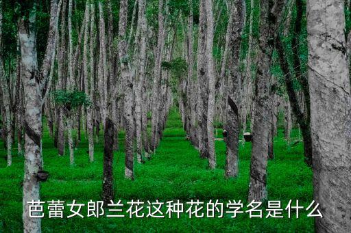 芭蕾女郎兰花这种花的学名是什么