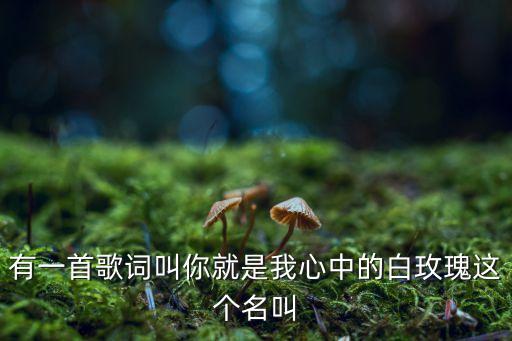 有一首歌词叫你就是我心中的白玫瑰这个名叫