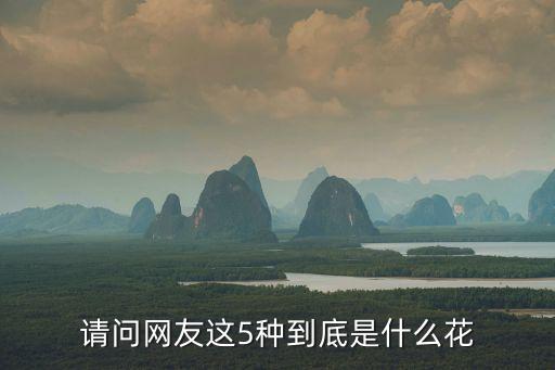 南泥湾 到底是什么花，请问网友这5种到底是什么花