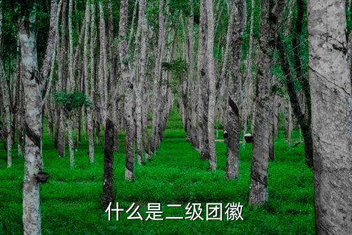 什么是二级团徽